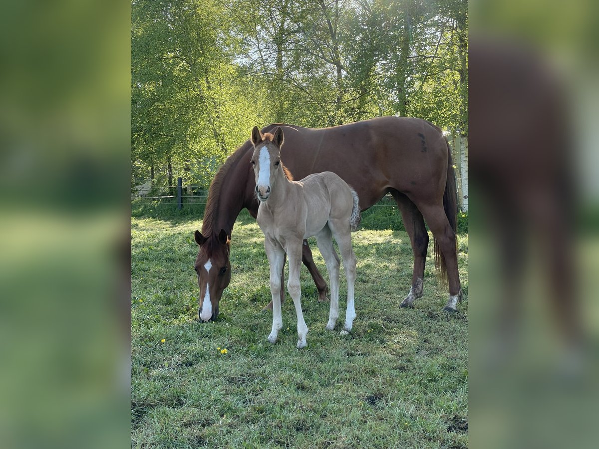 American Quarter Horse Stute  Red Dun in Uplengen