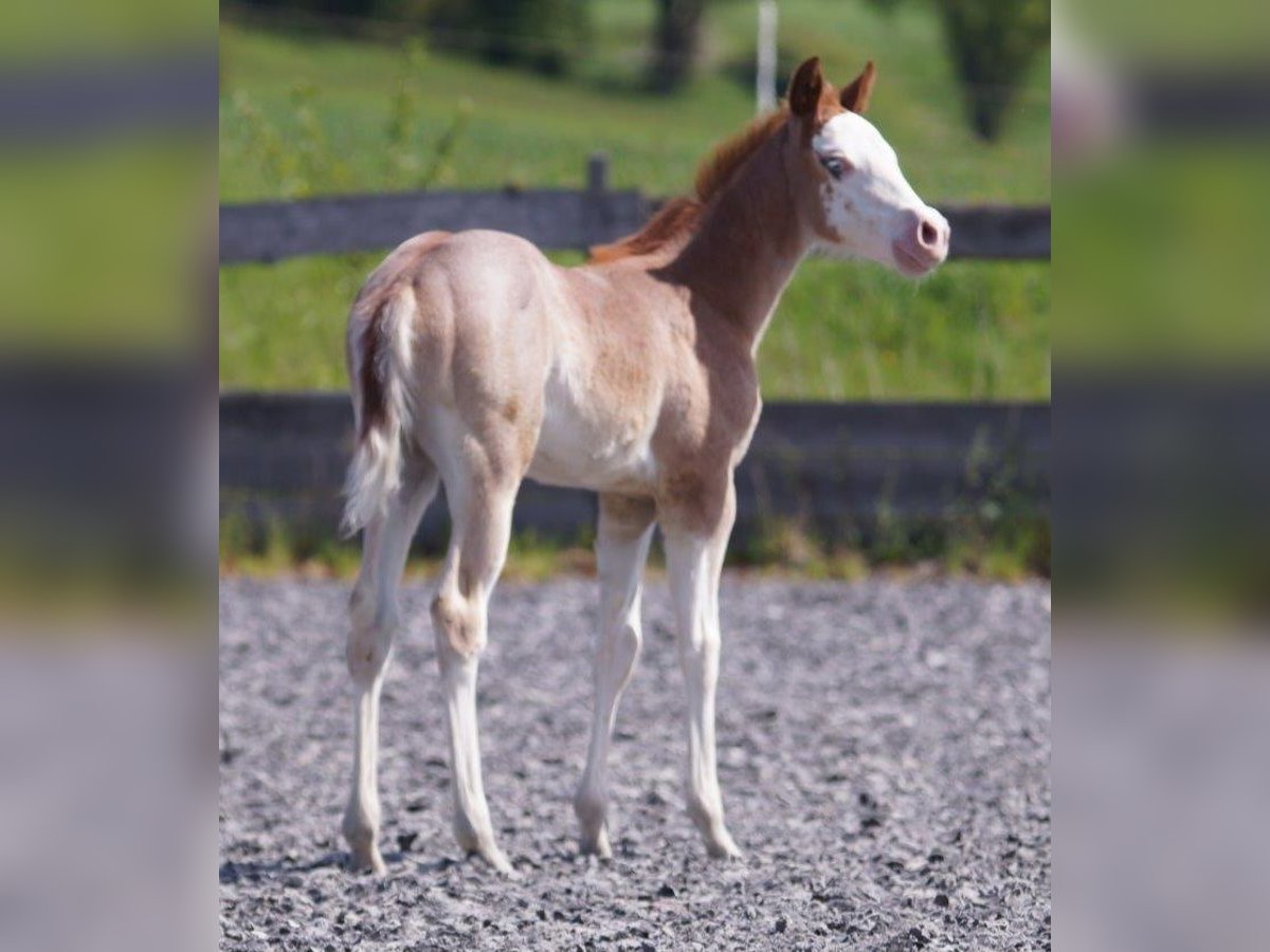 American Quarter Horse Stute  Roan-Red in Frankfurt am Main