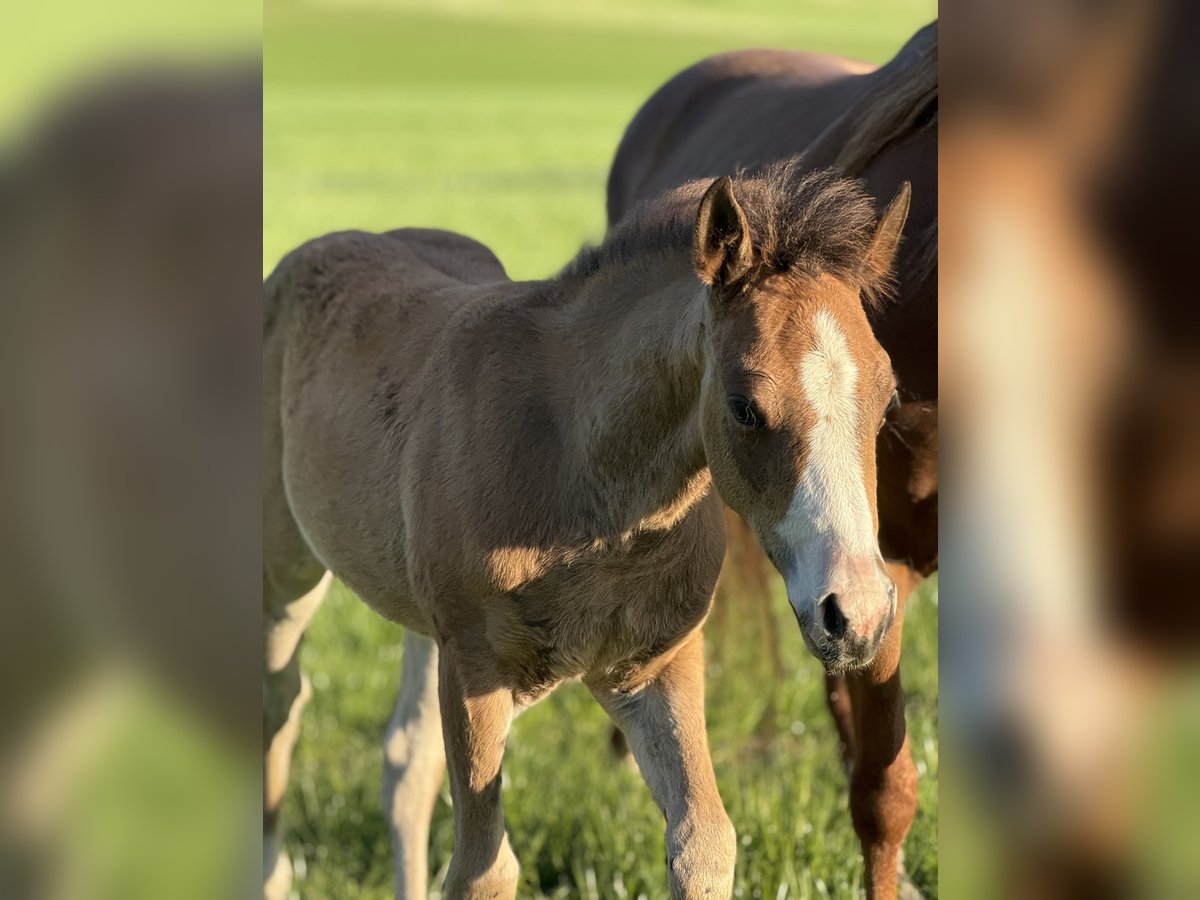 American Quarter Horse Stute  Rotbrauner in Žilina
