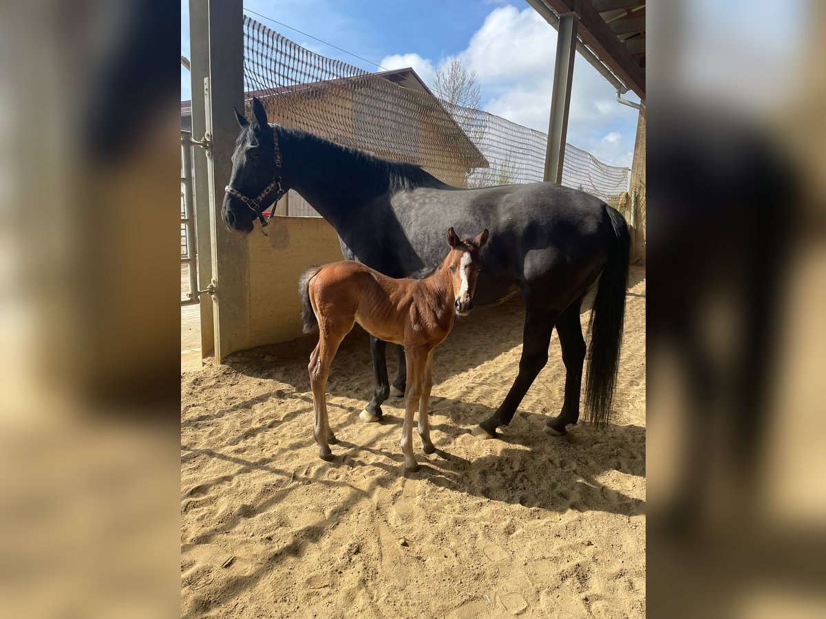American Quarter Horse Mix Stute  in Langenau