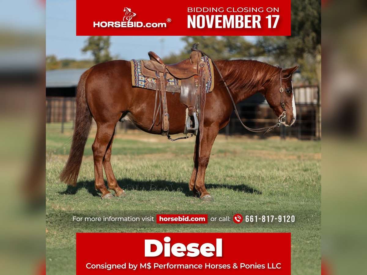 American Quarter Horse Wałach 10 lat 142 cm Cisawa in Stephenville