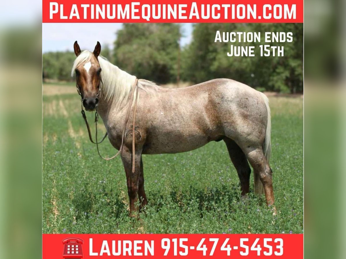 American Quarter Horse Wałach 10 lat 147 cm Izabelowata in El Paso TX
