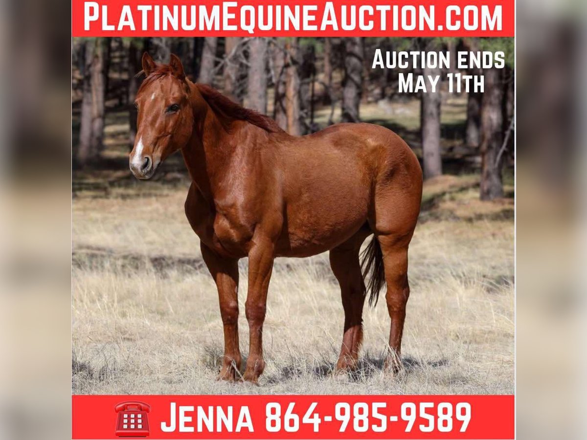 American Quarter Horse Wałach 10 lat 150 cm Ciemnokasztanowata in Cottonwood AZ