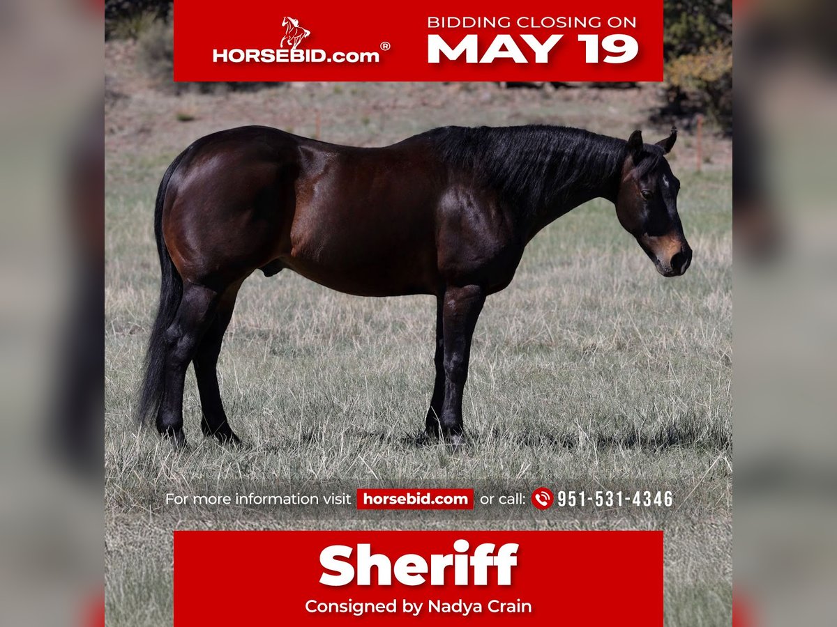 American Quarter Horse Wałach 10 lat 152 cm Gniada in Camp Verde, AZ