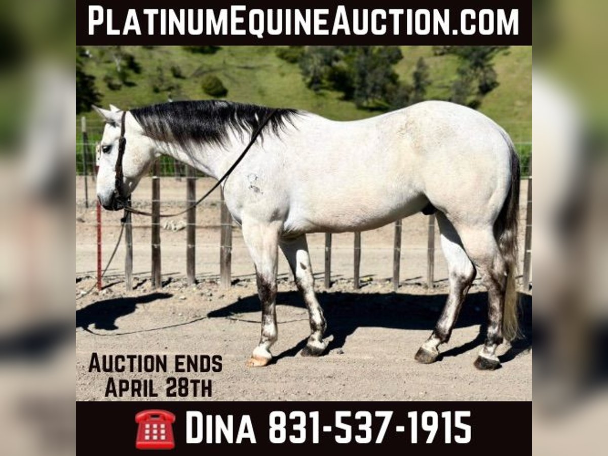 American Quarter Horse Wałach 10 lat 152 cm Siwa in Paicines CA