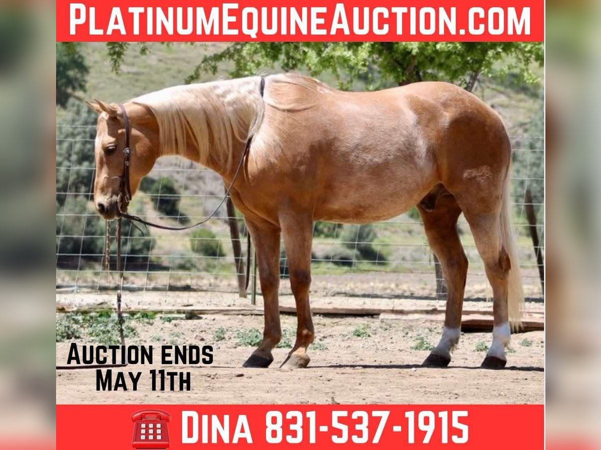 American Quarter Horse Wałach 10 lat 152 cm in Paicines CA