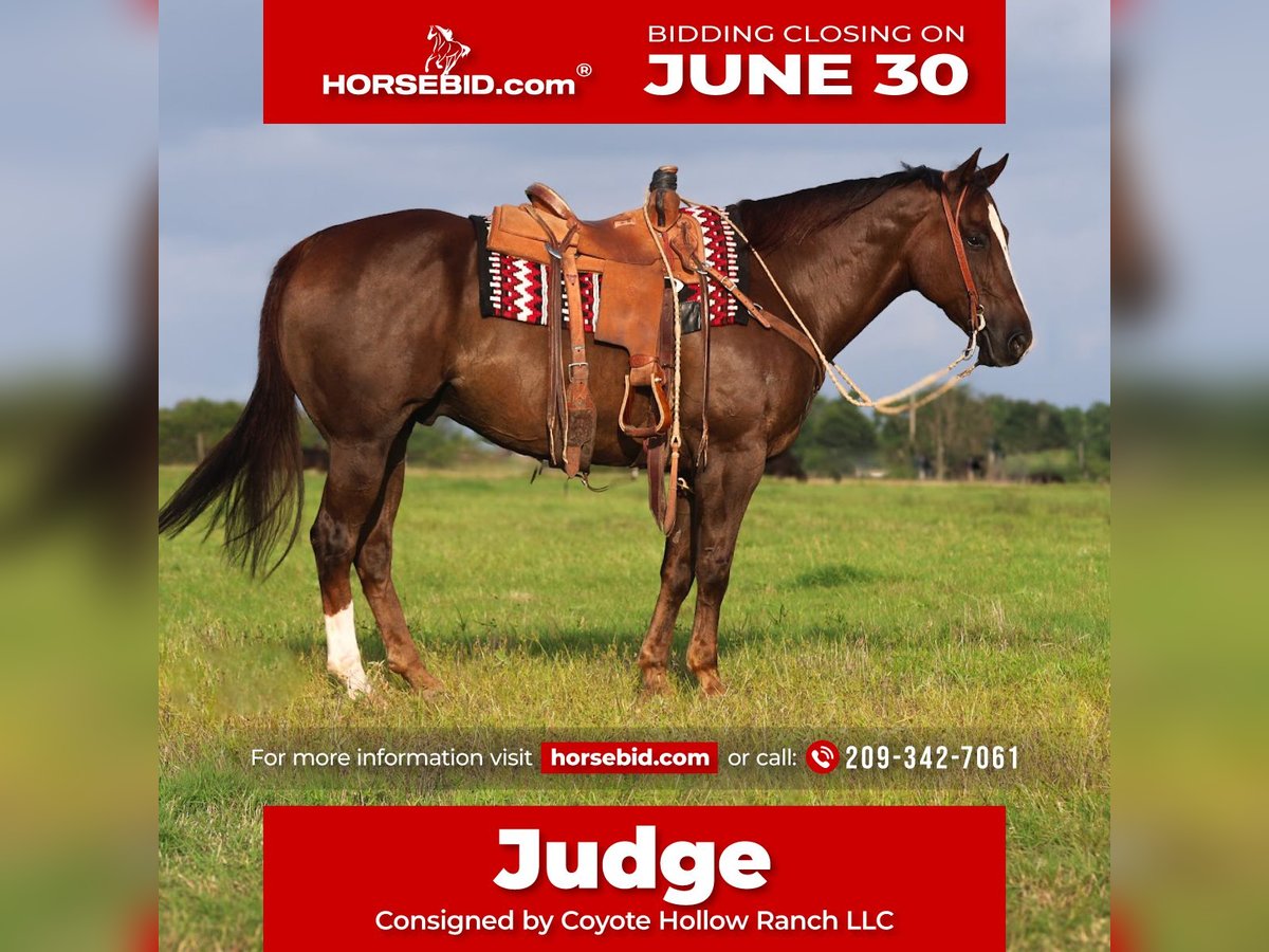 American Quarter Horse Wałach 10 lat 157 cm Ciemnokasztanowata in Mount Vernon, TX