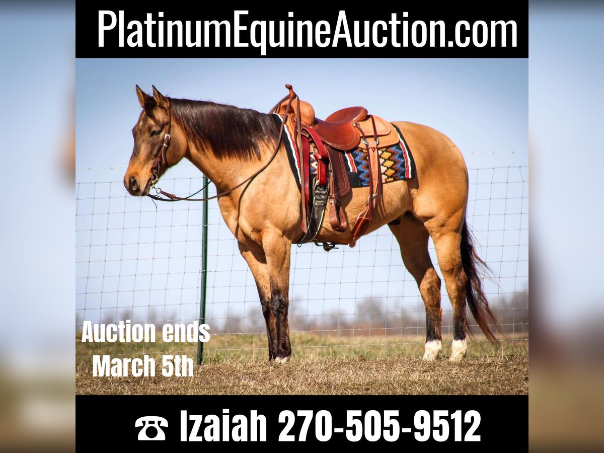 American Quarter Horse Wałach 10 lat Bułana in Sonora KY