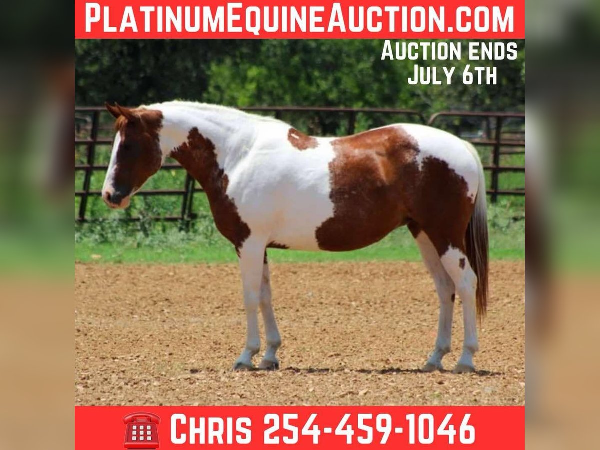 American Quarter Horse Wałach 11 lat 147 cm Ciemnokasztanowata in Stephenville tX
