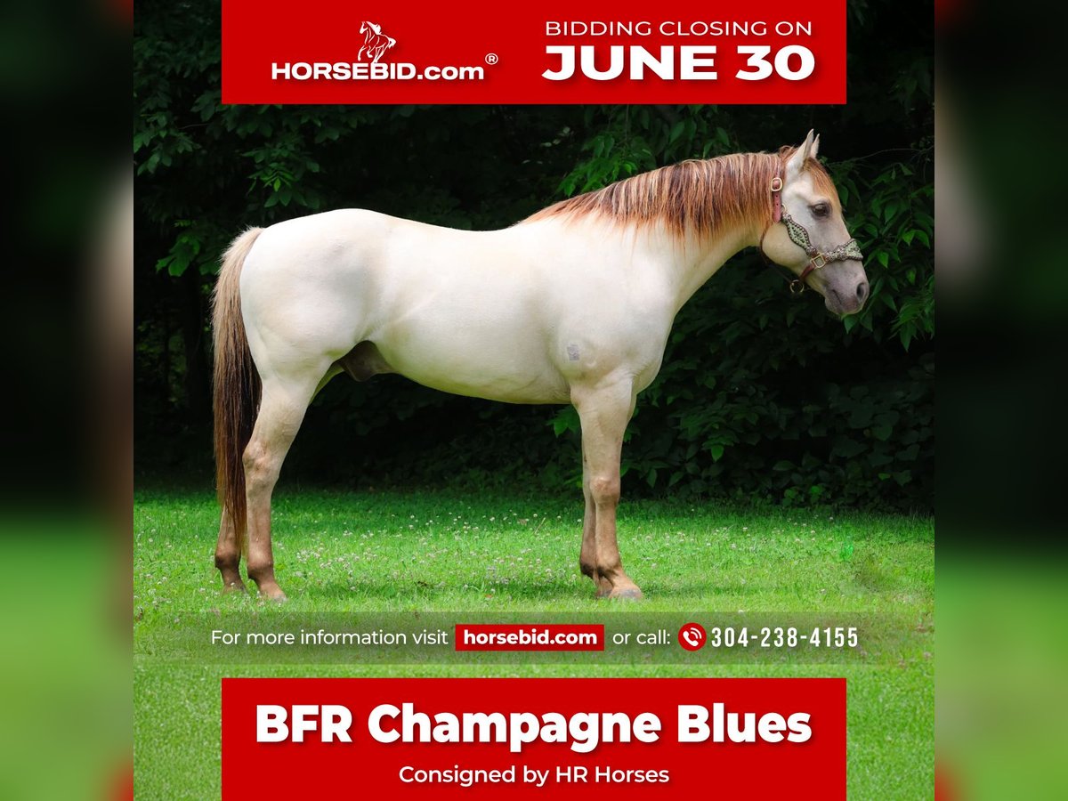 American Quarter Horse Wałach 11 lat 150 cm Szampańska in Flemingsburg, KY