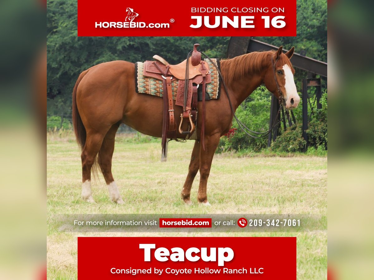 American Quarter Horse Wałach 11 lat 152 cm Cisawa in Mount Vernon, TX