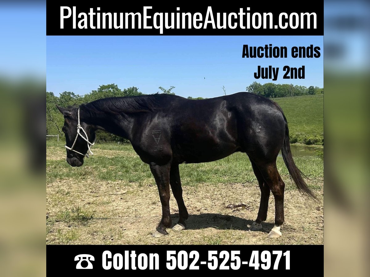 American Quarter Horse Wałach 11 lat 152 cm Kara in Carrollton KY