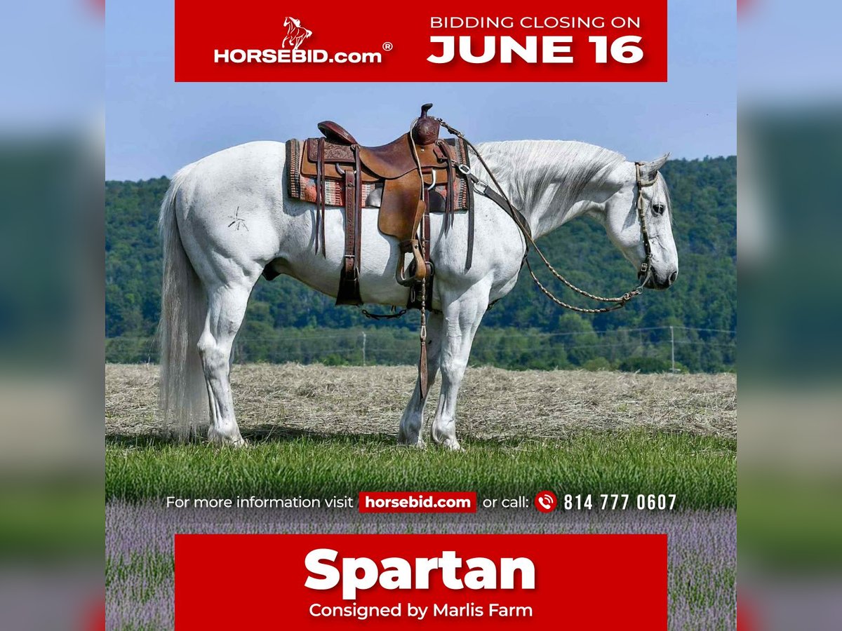 American Quarter Horse Wałach 11 lat 152 cm Siwa in Rebersburg, PA