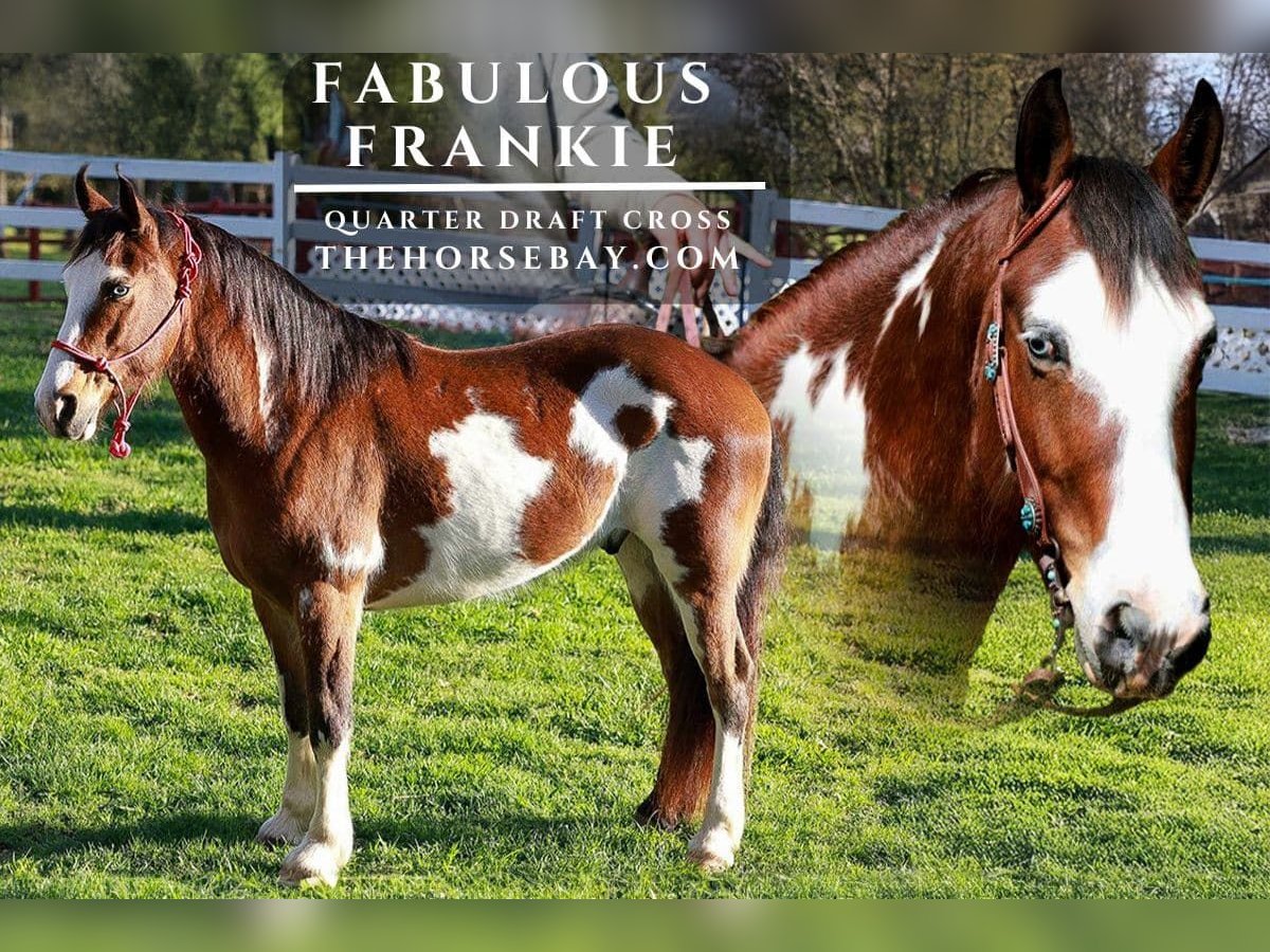 American Quarter Horse Wałach 11 lat 152 cm Tobiano wszelkich maści in Blairsville, GA