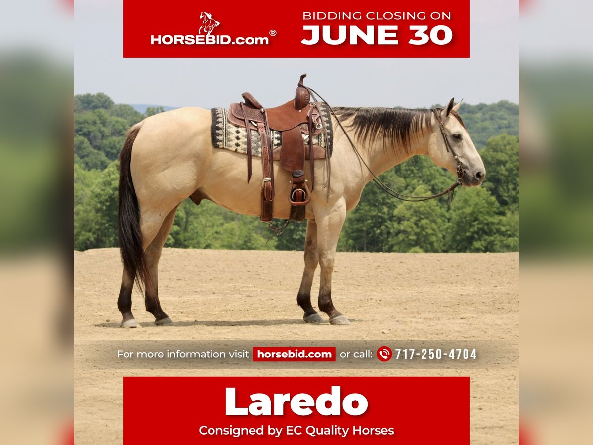 American Quarter Horse Wałach 11 lat 157 cm Jelenia in Beaver Springs, PA