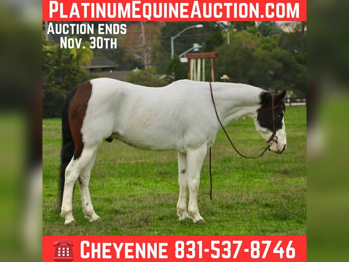 American Quarter Horse Wałach 12 lat 147 cm Tobiano wszelkich maści in Bitterwater CA