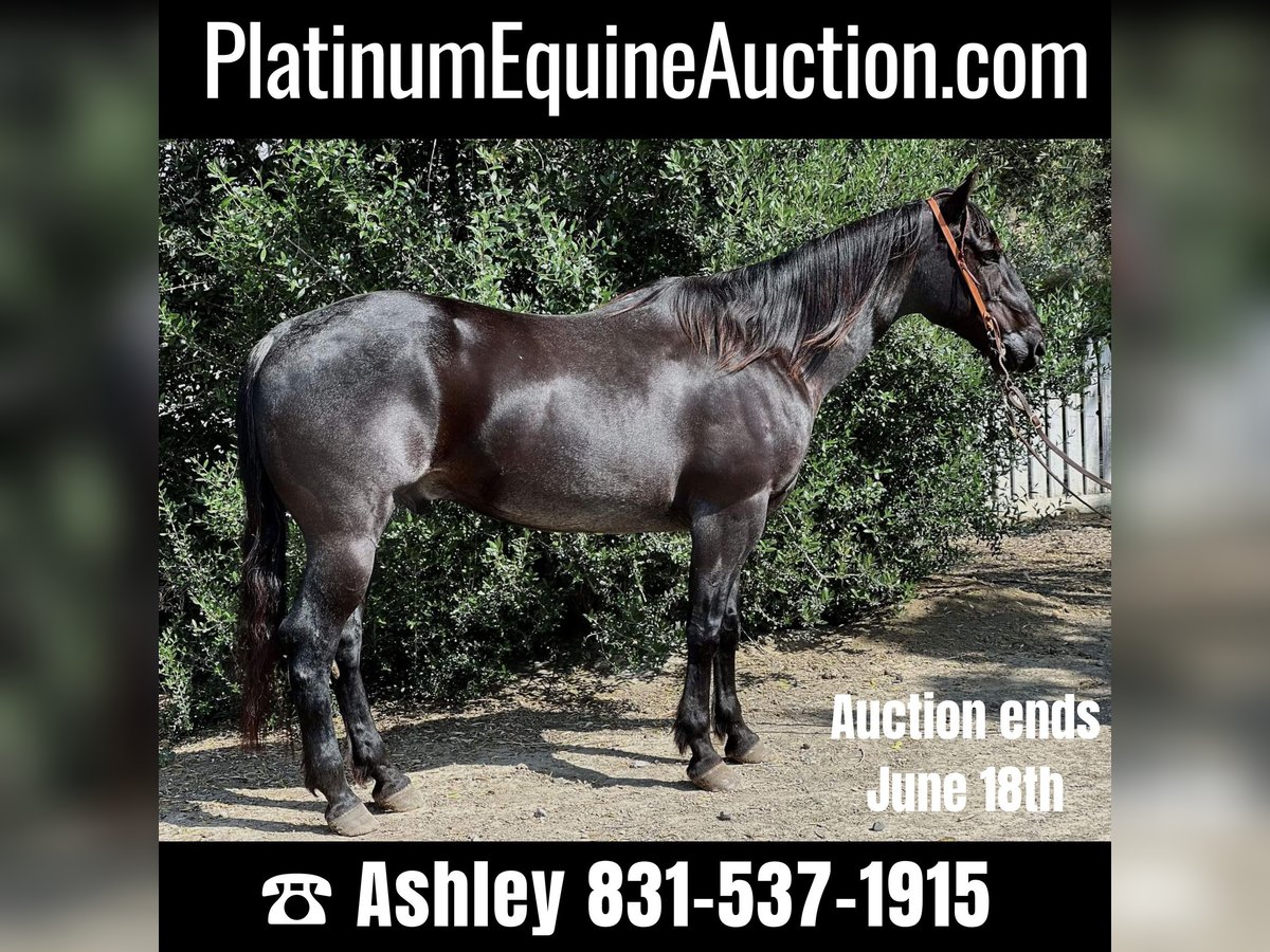 American Quarter Horse Wałach 12 lat 152 cm Karodereszowata in Paicines, CA