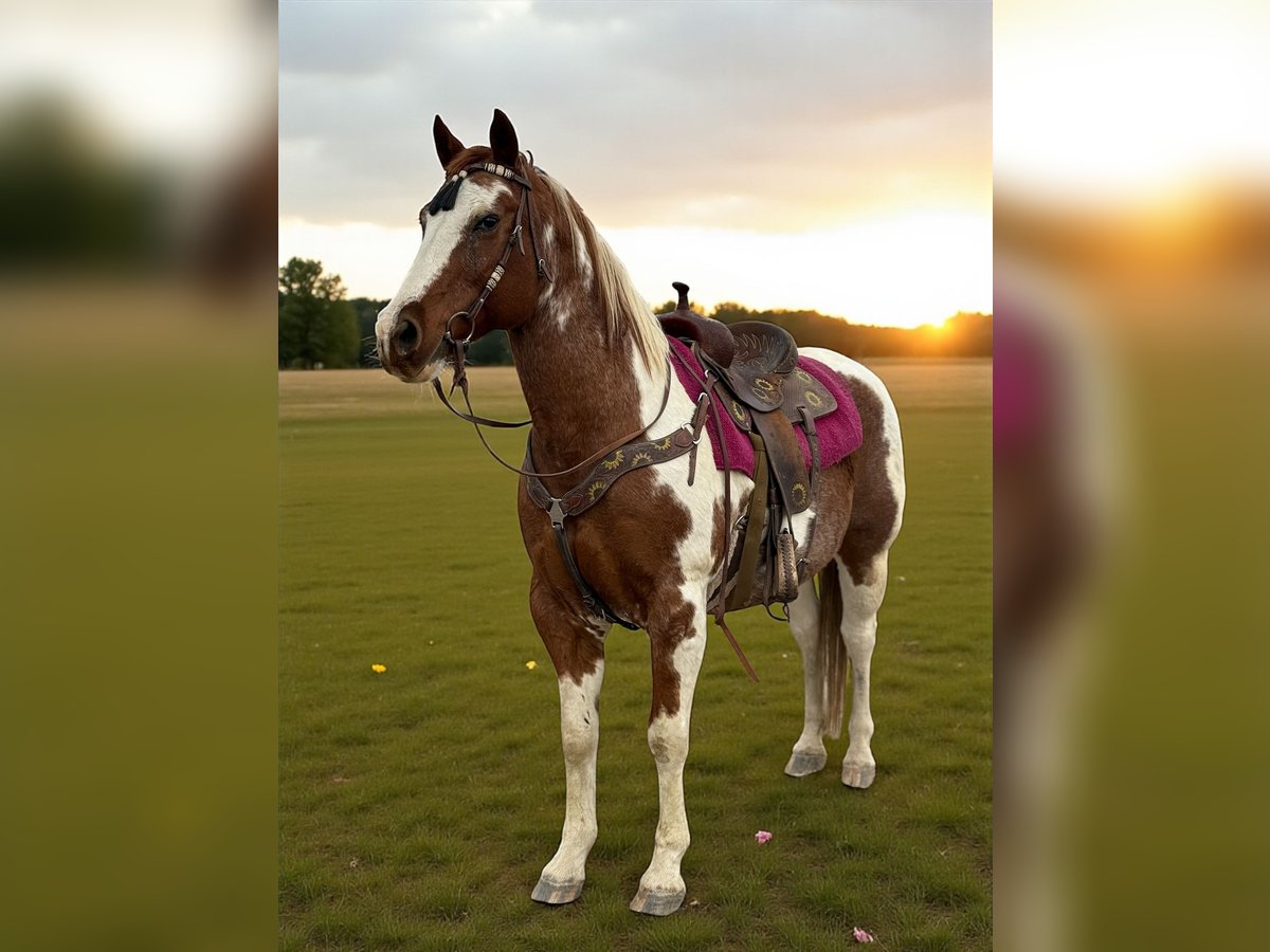 American Quarter Horse Wałach 12 lat 152 cm Overo wszelkich maści in Fort Collins
