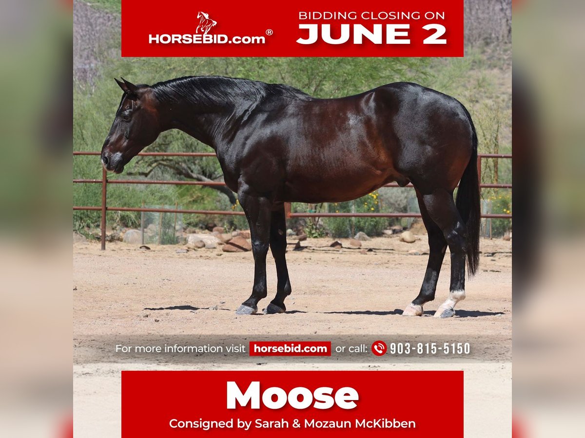 American Quarter Horse Wałach 12 lat 155 cm Gniada in Cave Creek, AZ