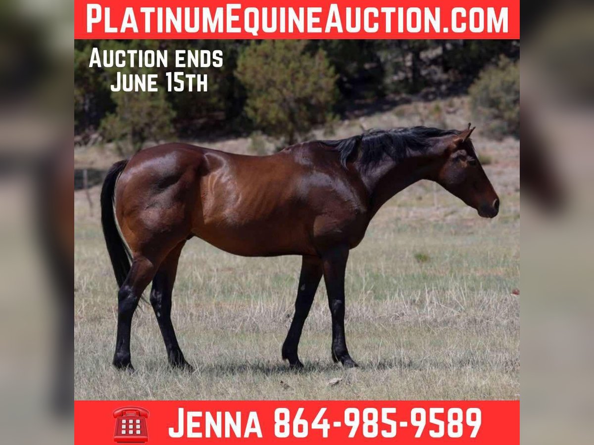American Quarter Horse Wałach 12 lat 155 cm Gniada in Cottonwood AZ