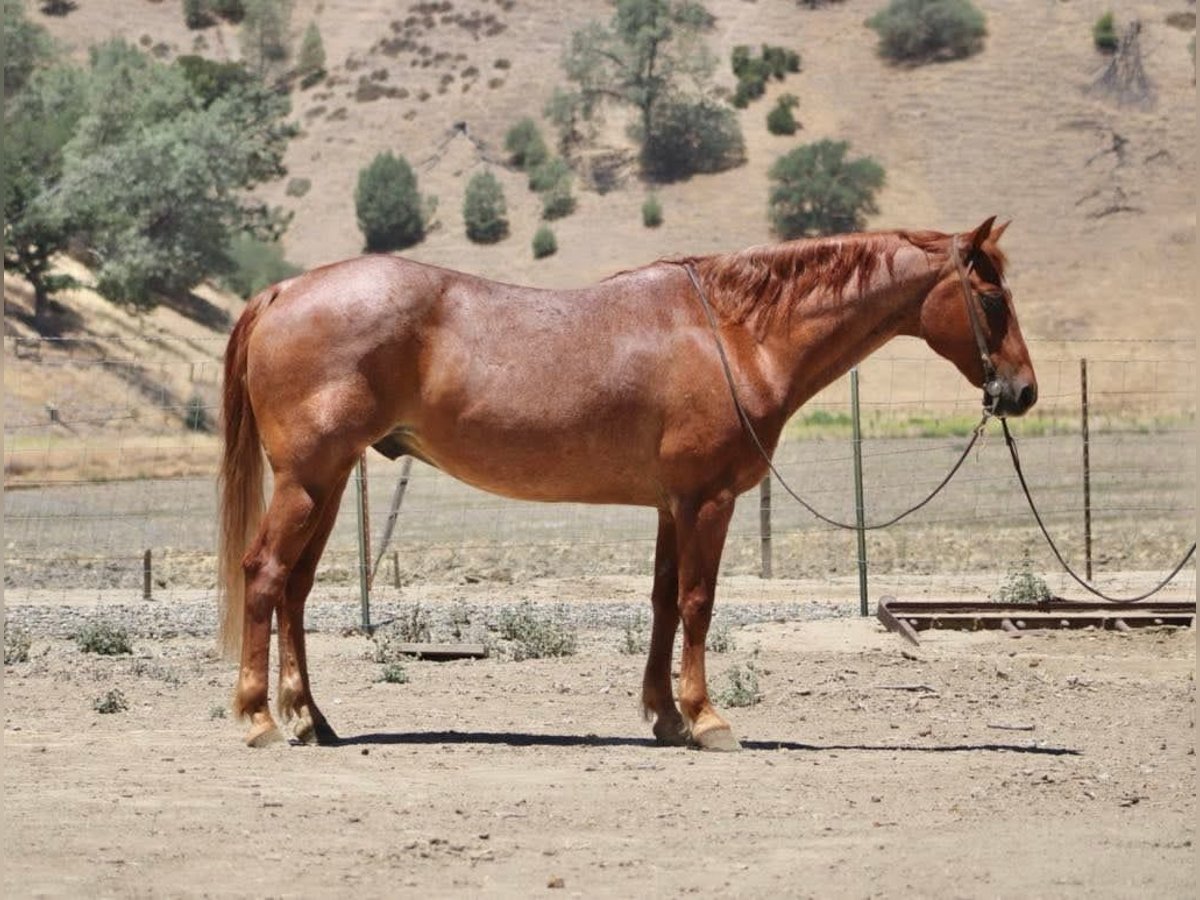 American Quarter Horse Wałach 12 lat 155 cm Kasztanowatodereszowata in Paicines CA