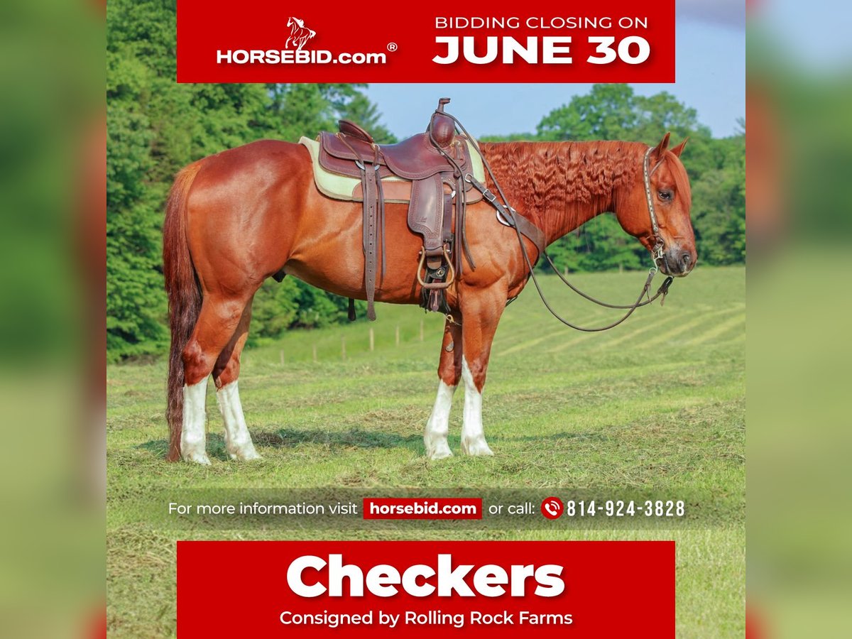 American Quarter Horse Wałach 12 lat 157 cm Cisawa in Clarion, PA