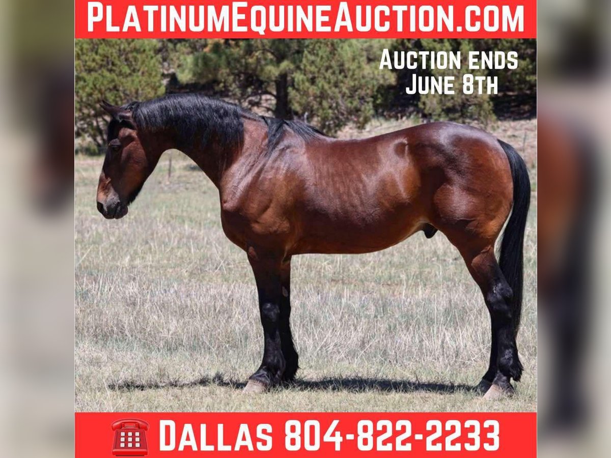 American Quarter Horse Wałach 12 lat 157 cm Gniada in Camp Verde AZ