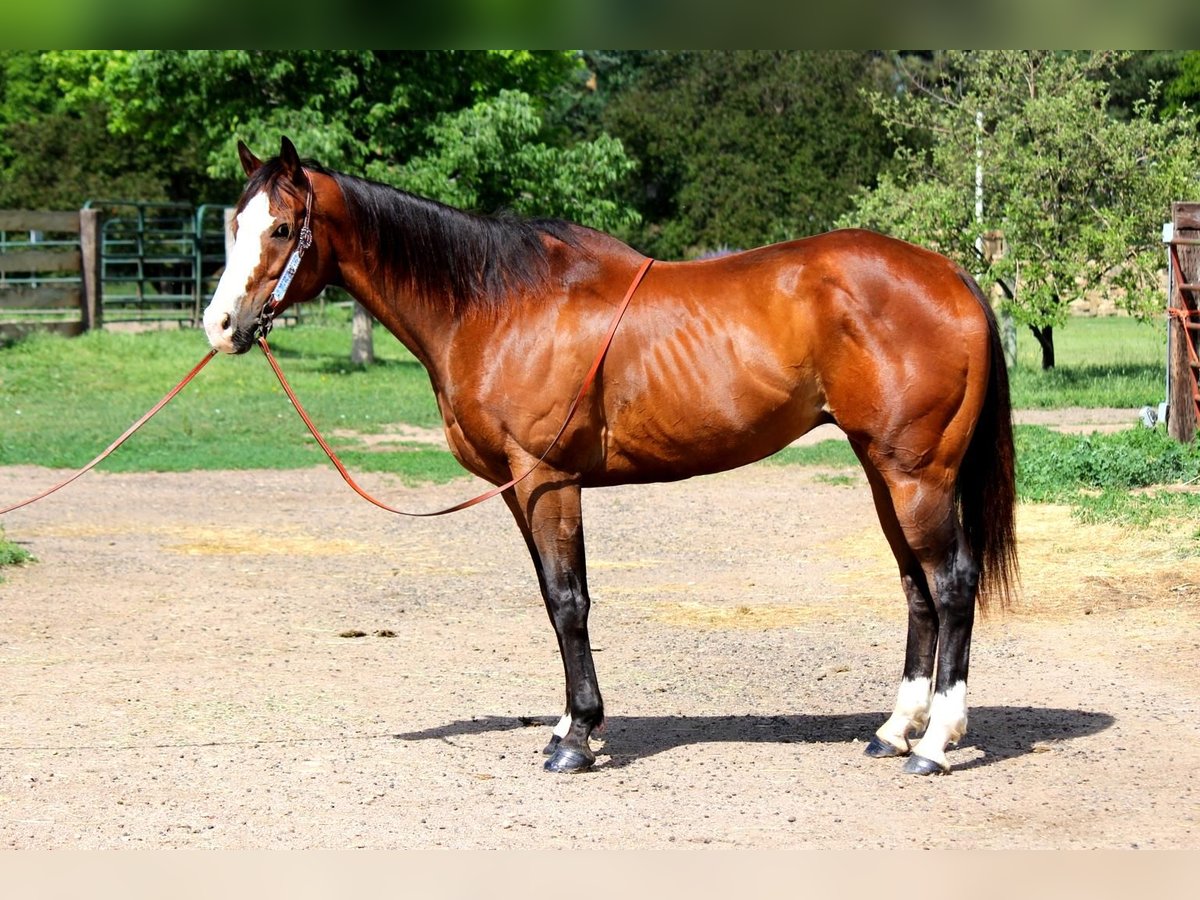 American Quarter Horse Wałach 12 lat 157 cm Gniada in Fort Collins, CO