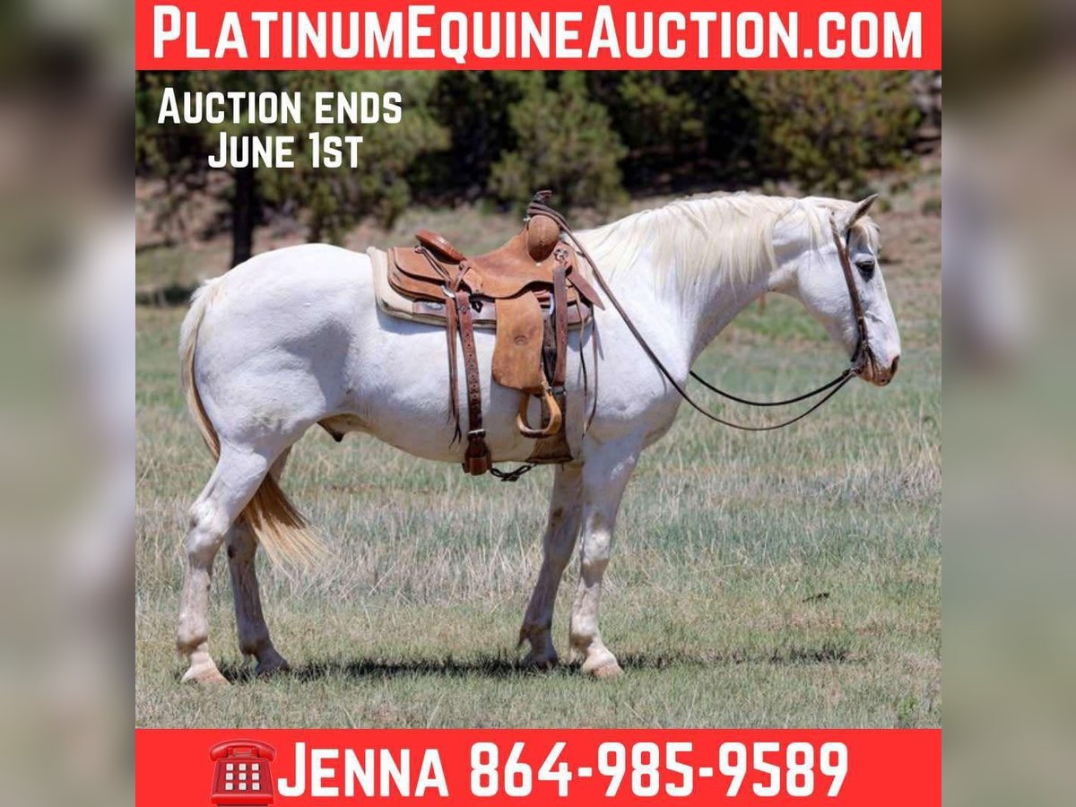 American Quarter Horse Wałach 12 lat 157 cm Siwa in Cottonwood AZ