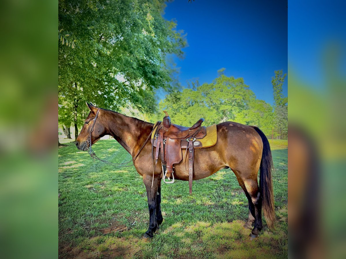 American Quarter Horse Wałach 13 lat 142 cm Gniada in Carnesville, GA