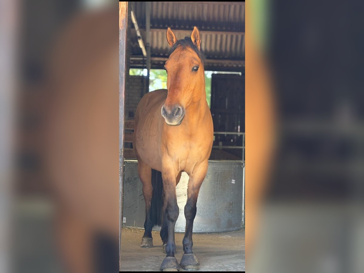 American Quarter Horse Wałach 13 lat 150 cm in Haltern am See