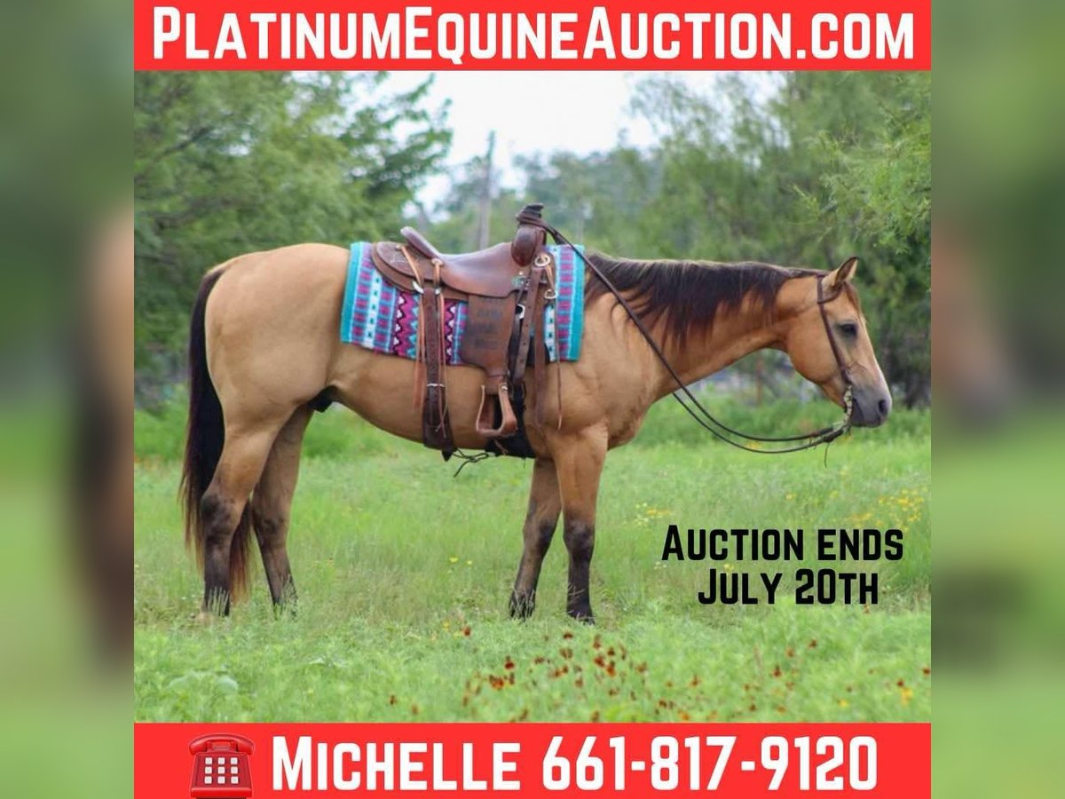 American Quarter Horse Wałach 13 lat 152 cm Jelenia in Stephenville TX