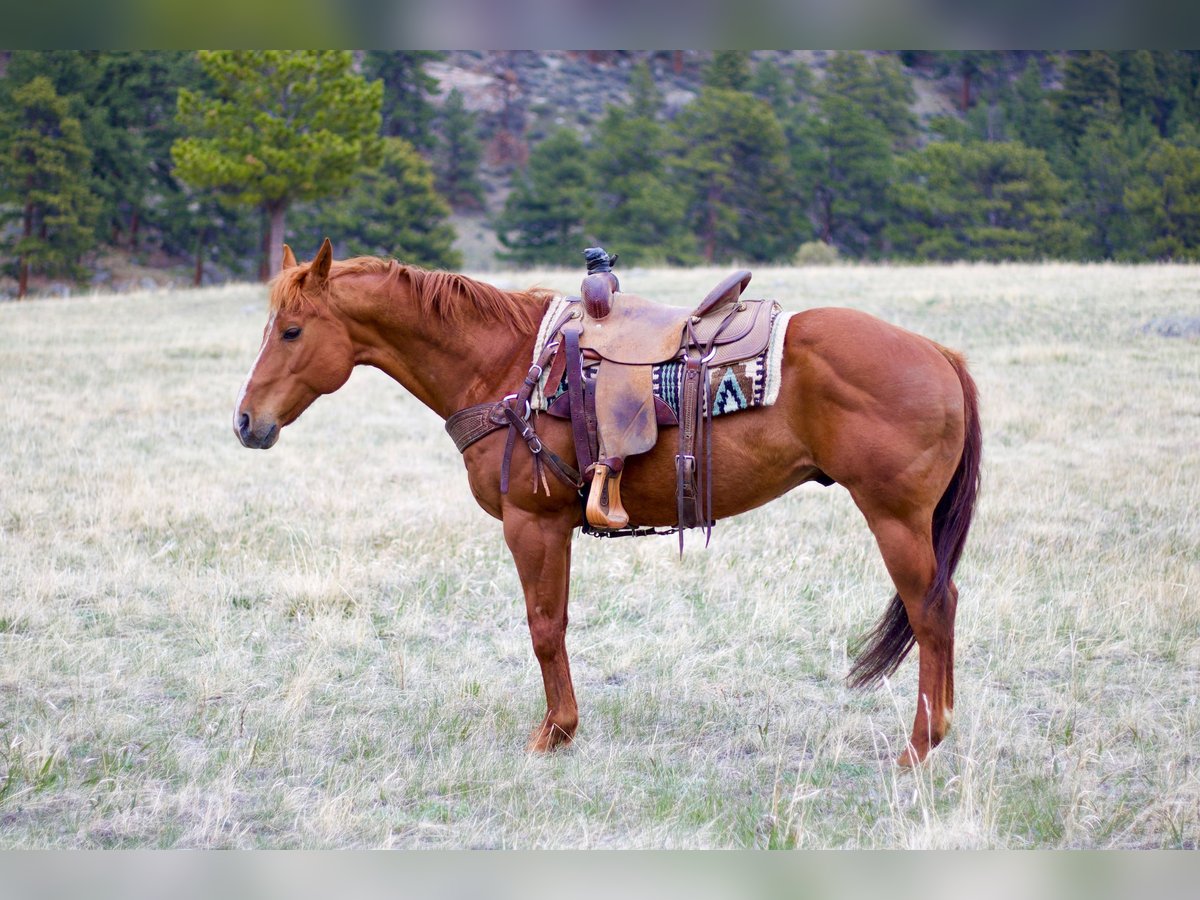 American Quarter Horse Wałach 13 lat 157 cm Cisawa in Fort Collins, CO