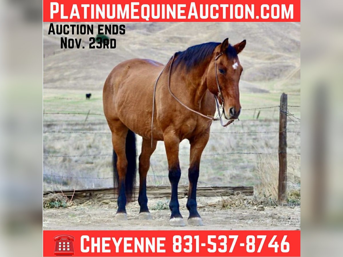 American Quarter Horse Wałach 13 lat 160 cm Bułana in Bitterwater CA