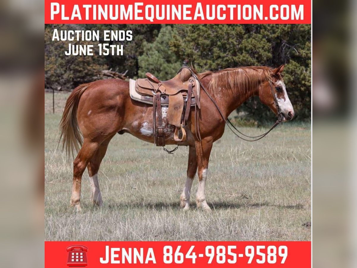 American Quarter Horse Wałach 13 lat Kasztanowatodereszowata in Cottonwood AZ