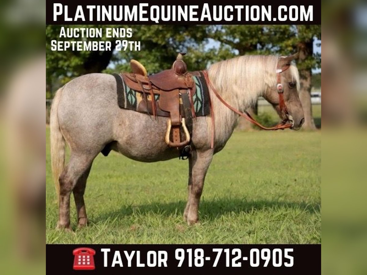 American Quarter Horse Wałach 14 lat 119 cm in Sallisaw OK