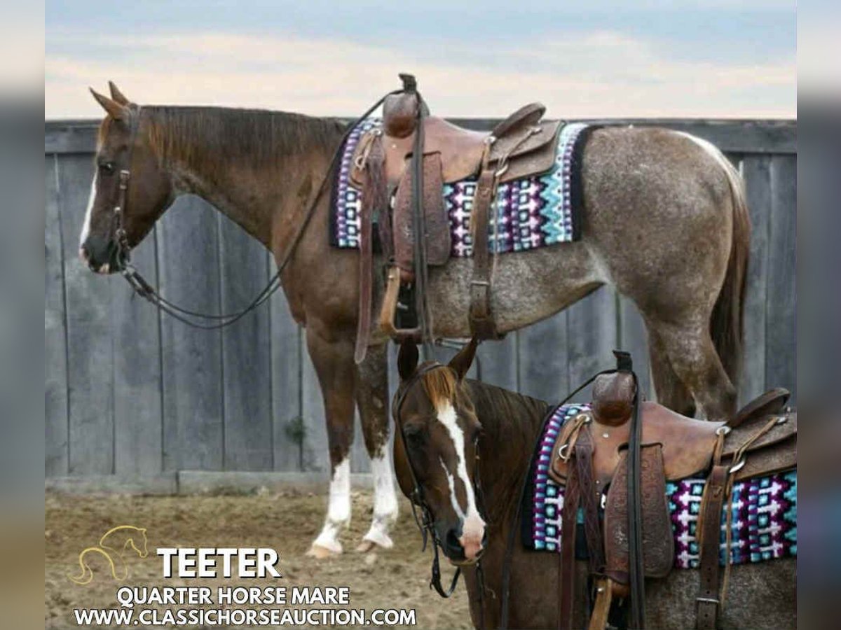 American Quarter Horse Wałach 14 lat 142 cm Ciemnokasztanowata in Waynesboro, PA