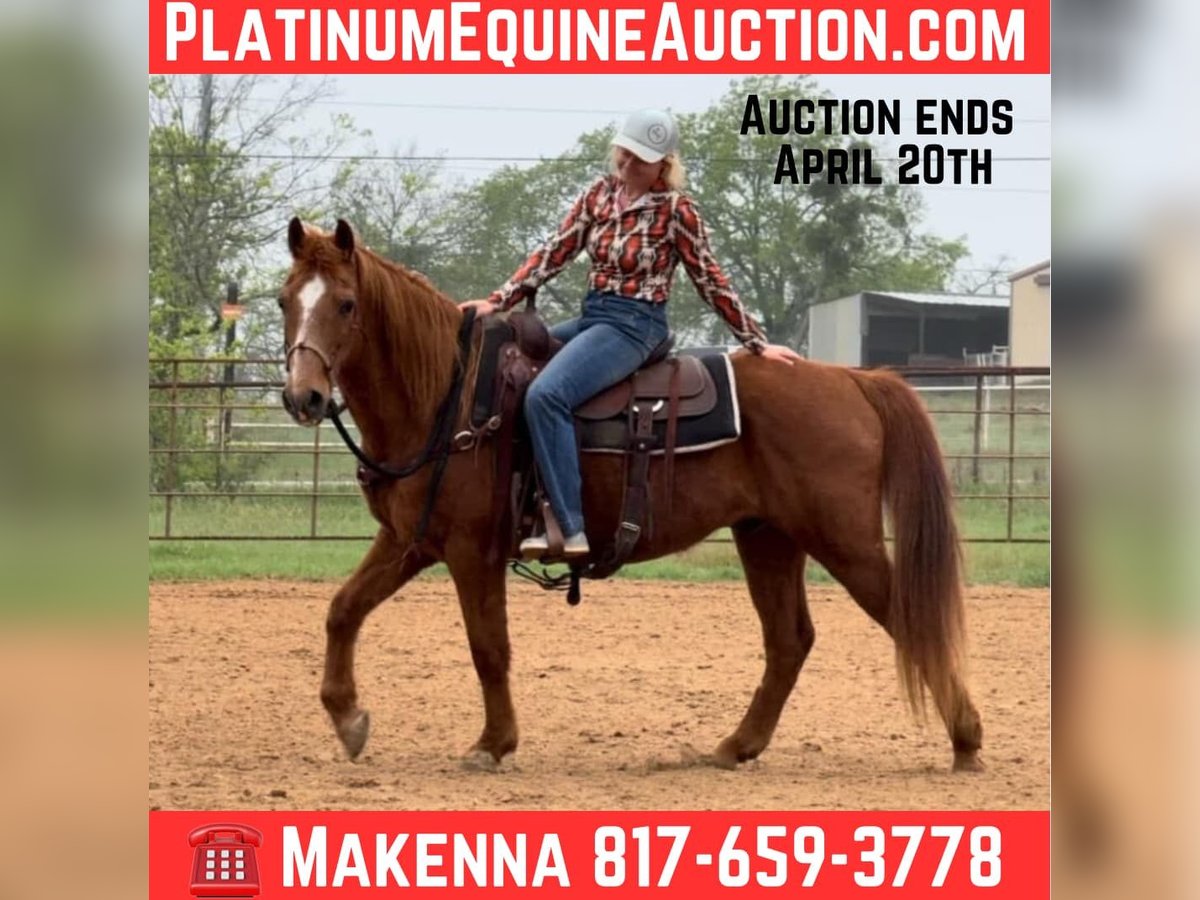 American Quarter Horse Wałach 15 lat 145 cm in Weatherford TX