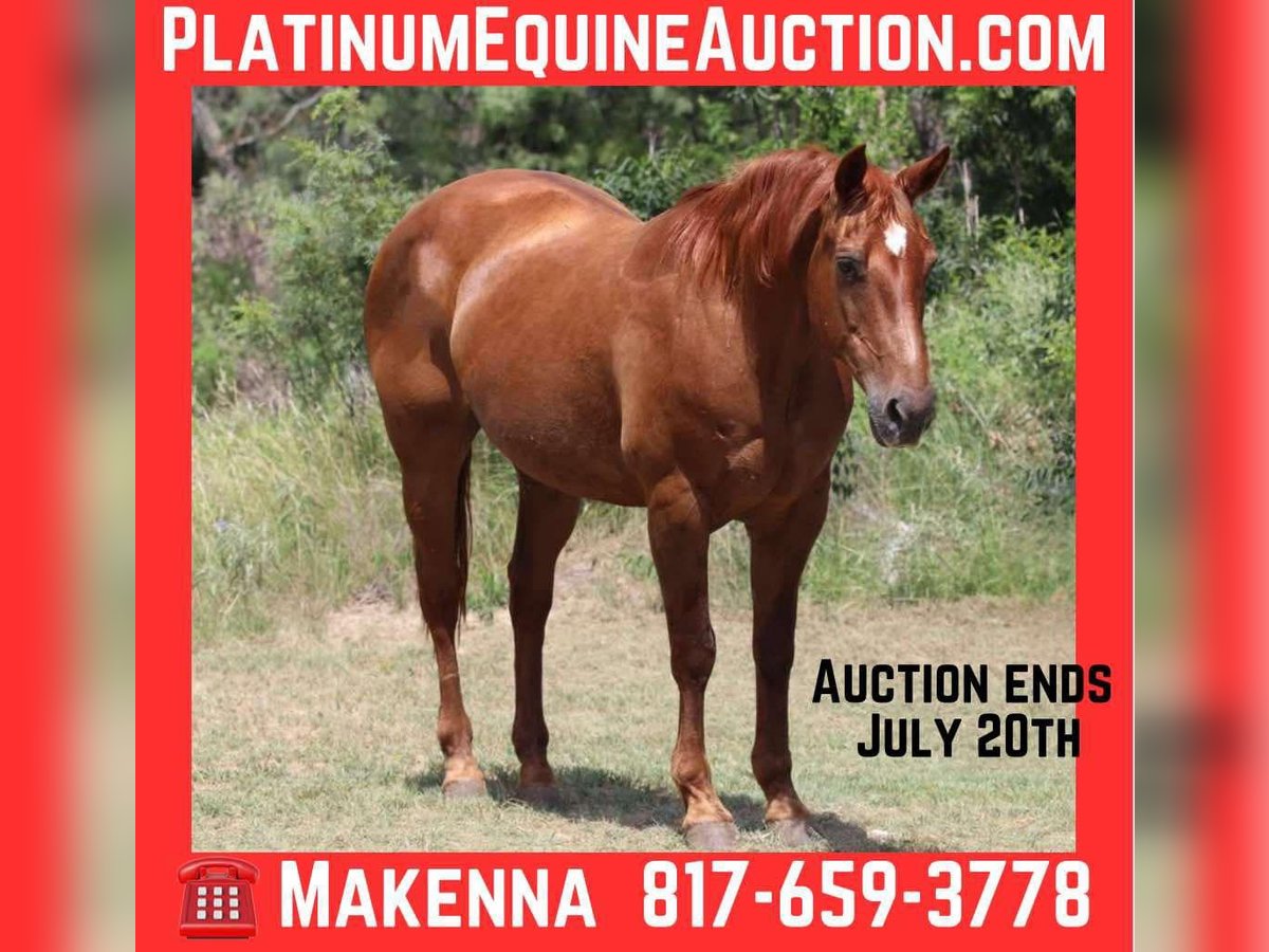 American Quarter Horse Wałach 15 lat 150 cm Ciemnokasztanowata in Lipan TX