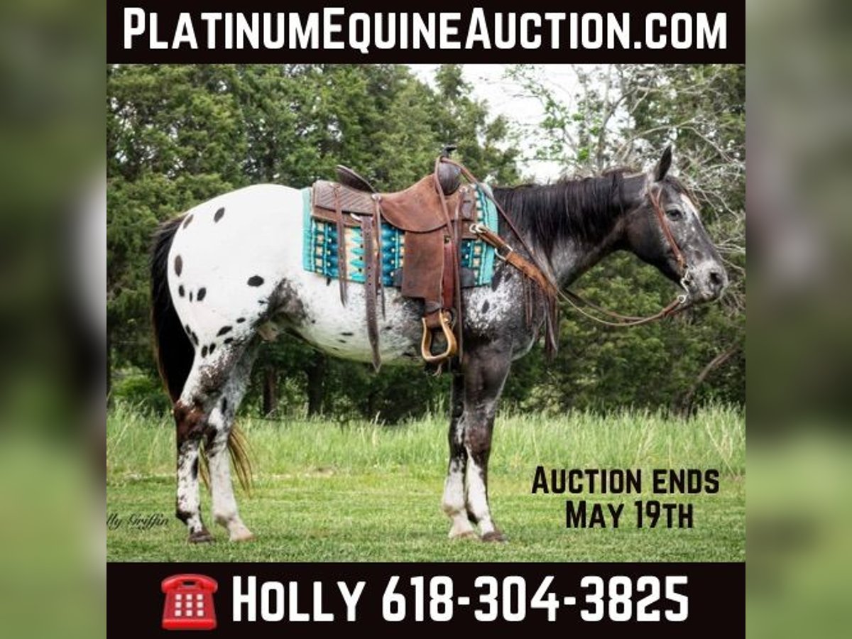 American Quarter Horse Wałach 15 lat 152 cm Ciemnokasztanowata in Greenville TX