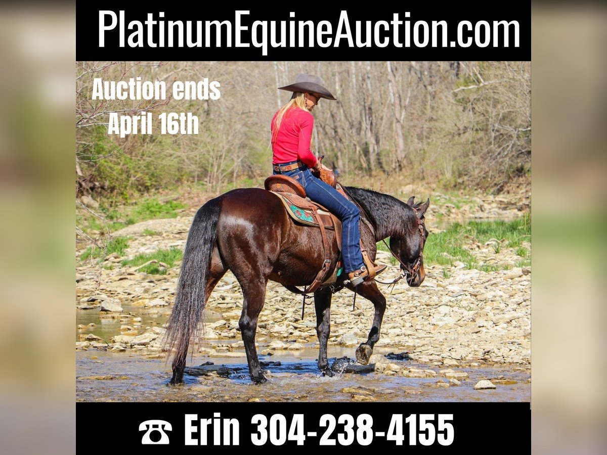 American Quarter Horse Wałach 15 lat Gniada in Hillsboro KY