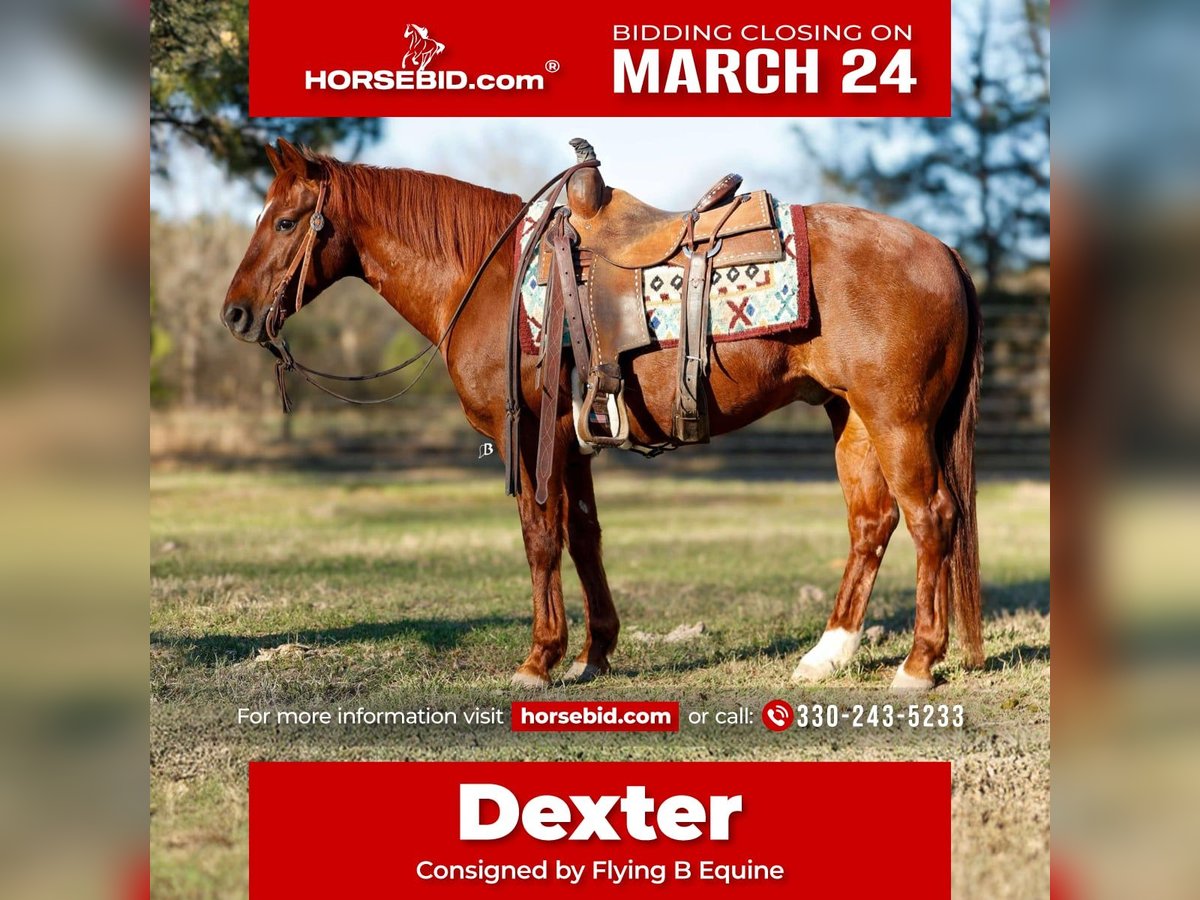 American Quarter Horse Wałach 16 lat 142 cm Cisawa in Lufkin, TX