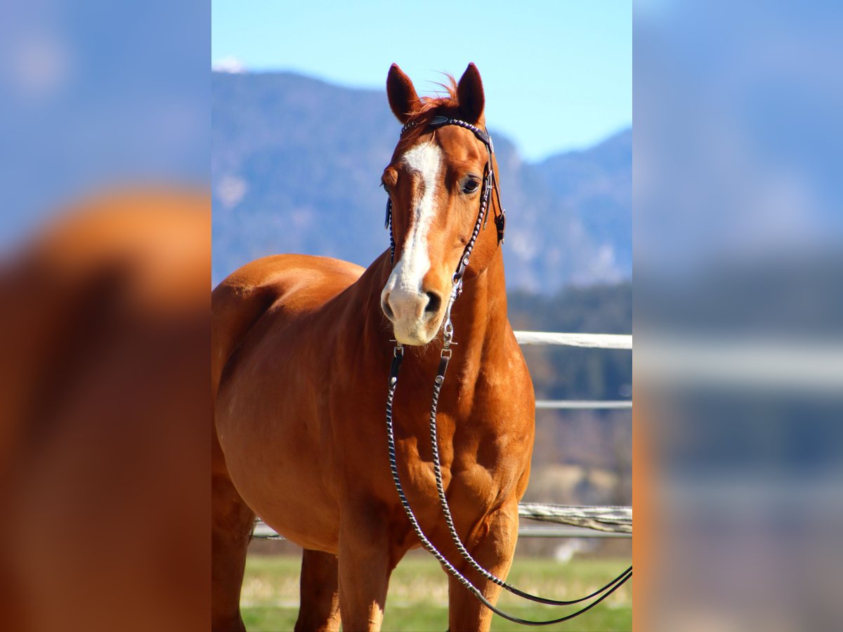 American Quarter Horse Wałach 16 lat 151 cm Kasztanowata in Kirchbichl