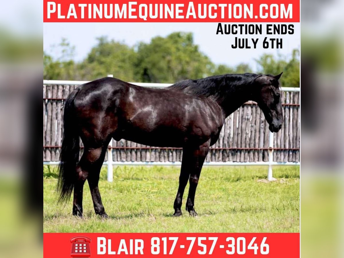 American Quarter Horse Wałach 16 lat 160 cm Kara in Weatherford TX