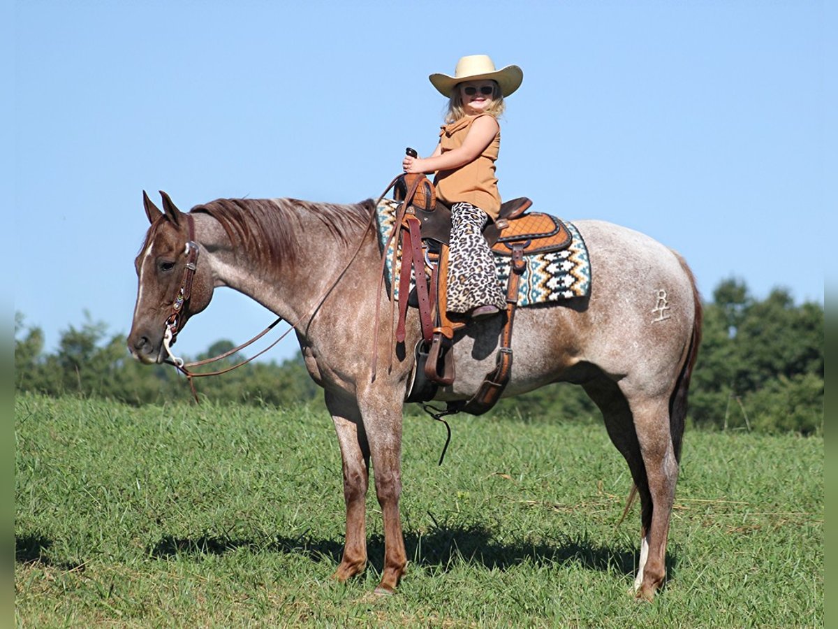 American Quarter Horse Wałach 16 lat Kasztanowatodereszowata in Mount Vernon Ky