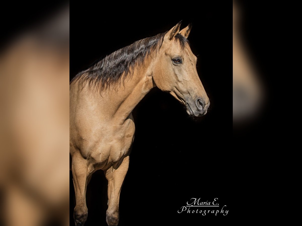American Quarter Horse Wałach 17 lat 150 cm Jelenia in Freilassing