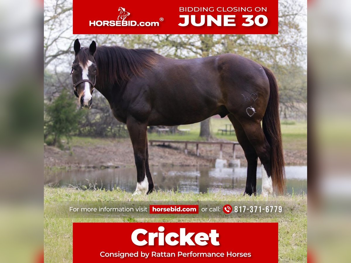 American Quarter Horse Wałach 17 lat 165 cm Gniada in Weatherford, TX