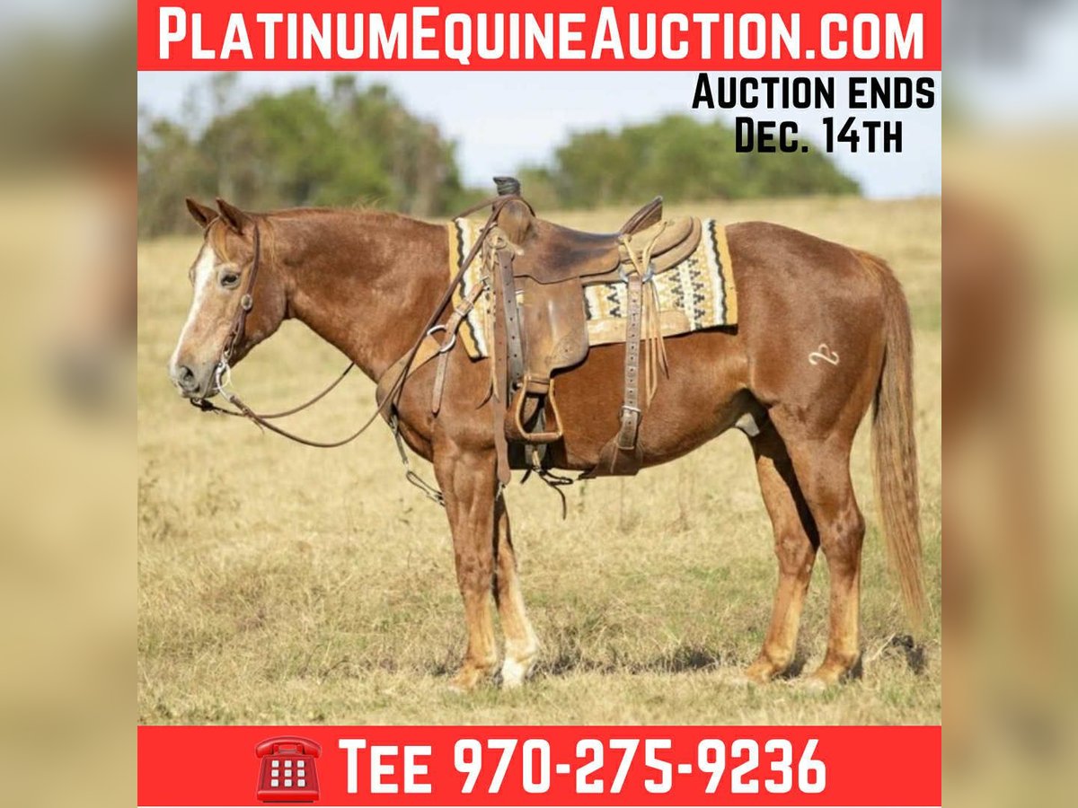 American Quarter Horse Wałach 18 lat 150 cm Cisawa in Ore City TX