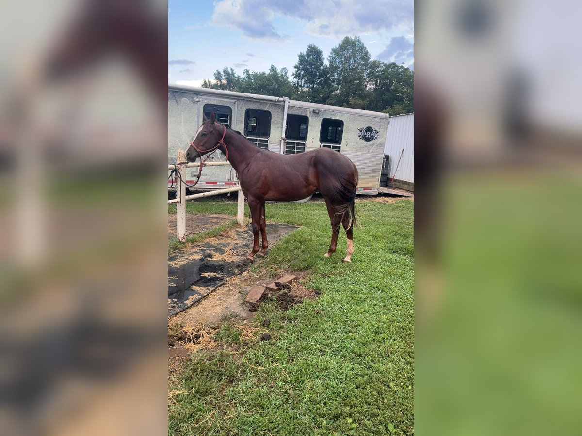 American Quarter Horse Wałach 1 Rok 152 cm Ciemnokasztanowata in Marion