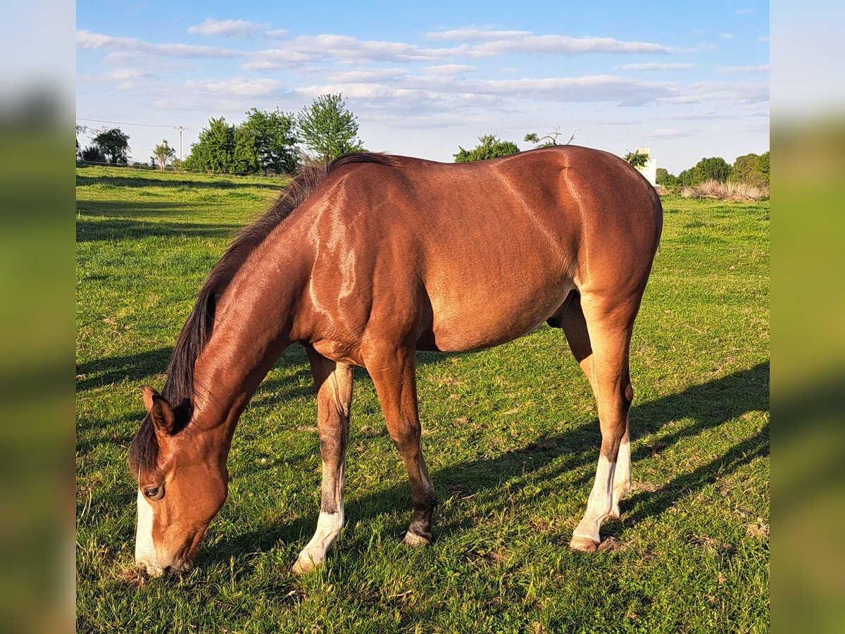 American Quarter Horse Wałach 1 Rok 152 cm Gniada in Weste